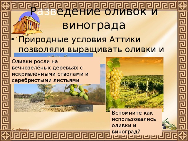 Р азв едение оливок и винограда Природные условия Аттики позволяли выращивать оливки и виноград. Оливки росли на вечнозелёных деревьях с искривлёнными стволами и серебристыми листьями Вспомните как использовались оливки и виноград? 