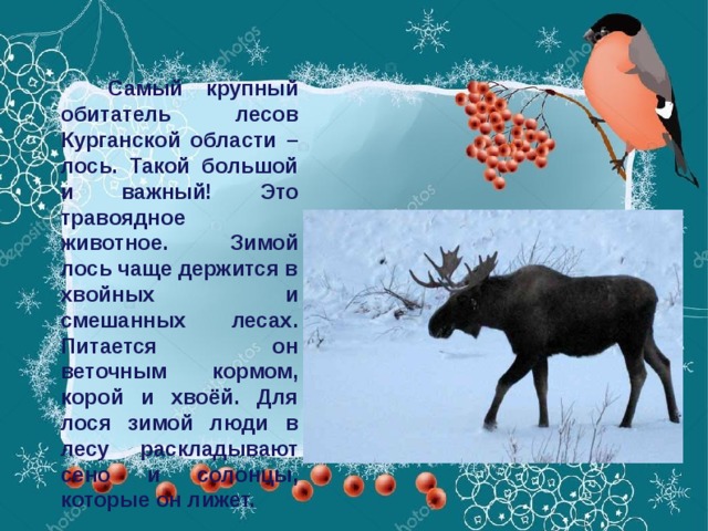 Самый крупный обитатель лесов Курганской области – лось. Такой большой и важный! Это травоядное животное. Зимой лось чаще держится в хвойных и смешанных лесах. Питается он веточным кормом, корой и хвоёй. Для лося зимой люди в лесу раскладывают сено и солонцы, которые он лижет.
