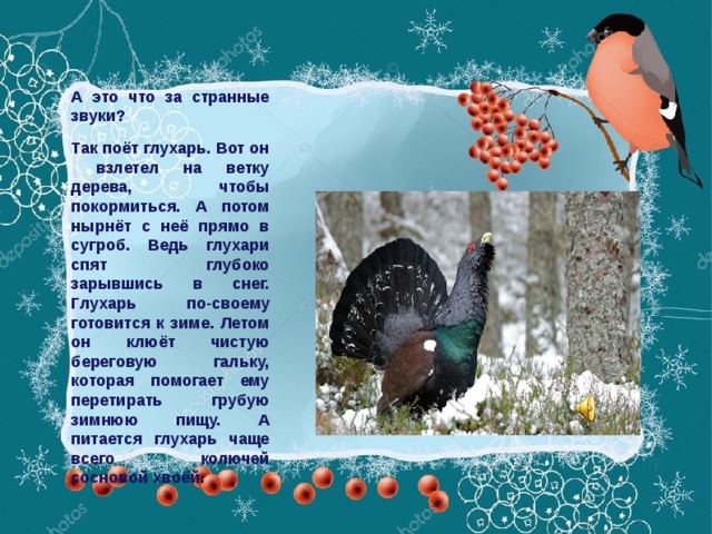 А это что за странные звуки? Так поёт глухарь. Вот он взлетел на ветку дерева, чтобы покормиться. А потом нырнёт с неё прямо в сугроб. Ведь глухари спят глубоко зарывшись в снег. Глухарь по-своему готовится к зиме. Летом он клюёт чистую береговую гальку, которая помогает ему перетирать грубую зимнюю пищу. А питается глухарь чаще всего колючей сосновой хвоёй.