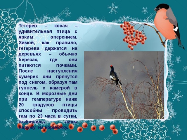 Тетерев – косач – удивительная птица с ярким оперением. Зимой, как правило, тетерева держатся на деревьях – обычно берёзах, где они питаются почками. После наступления сумерек они прячутся под снегом, образуя там туннель с камерой в конце. В морозные дни при температуре ниже 20 градусов птицы способны проводить там по 23 часа в сутки, выбираясь лишь наружу на кормёжку.