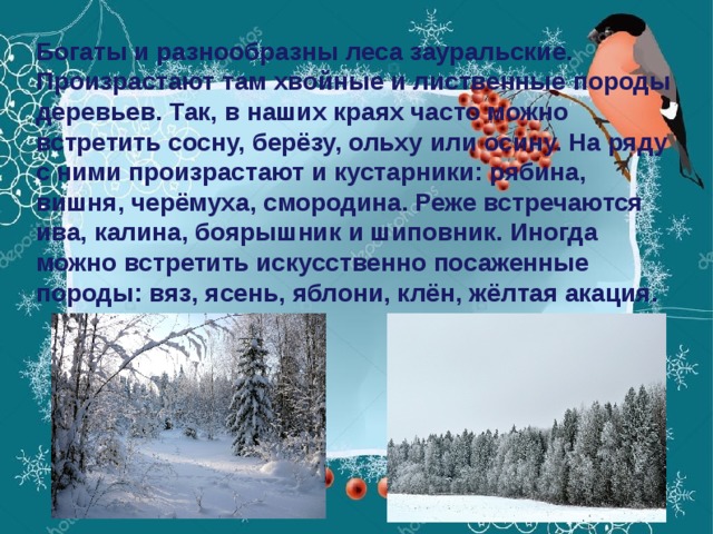 Богаты и разнообразны леса зауральские. Произрастают там хвойные и лиственные породы деревьев. Так, в наших краях часто можно встретить сосну, берёзу, ольху или осину. На ряду с ними произрастают и кустарники: рябина, вишня, черёмуха, смородина. Реже встречаются ива, калина, боярышник и шиповник. Иногда можно встретить искусственно посаженные породы: вяз, ясень, яблони, клён, жёлтая акация.