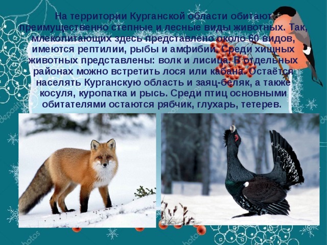 На территории Курганской области обитают преимущественно степные и лесные виды животных. Так, млекопитающих здесь представлено около 60 видов, имеются рептилии, рыбы и амфибии. Среди хищных животных представлены: волк и лисица. В отдельных районах можно встретить лося или кабана. Остаётся населять Курганскую область и заяц-беляк, а также косуля, куропатка и рысь. Среди птиц основными обитателями остаются рябчик, глухарь, тетерев. 