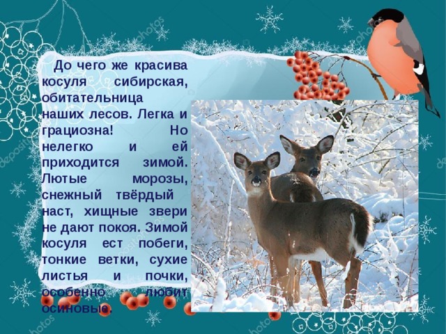 До чего же красива косуля сибирская, обитательница наших лесов. Легка и грациозна! Но нелегко и ей приходится зимой. Лютые морозы, снежный твёрдый наст, хищные звери не дают покоя. Зимой косуля ест побеги, тонкие ветки, сухие листья и почки, особенно любит осиновые.