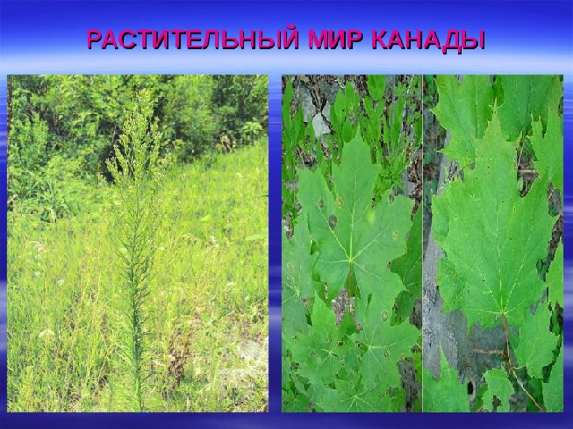 РАСТИТЕЛЬНЫЙ МИР КАНАДЫ 