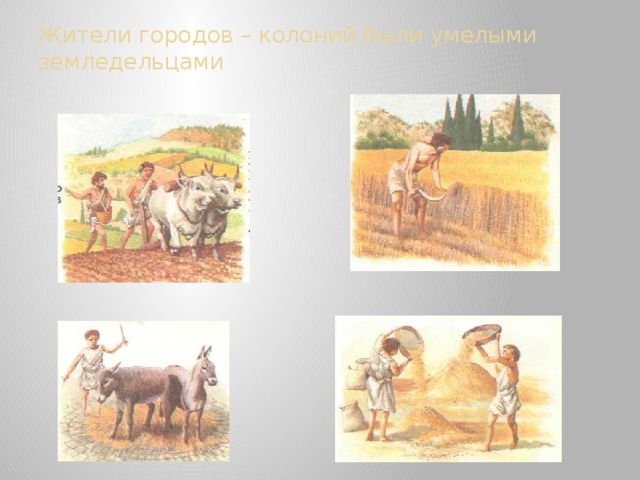 Жители городов – колоний были умелыми земледельцами 