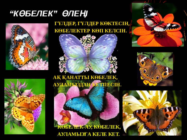 “ КӨБЕЛЕК” ӨЛЕҢІ ГҮЛДЕР, ГҮЛДЕР КӨКТЕСІН, КӨБЕЛЕКТЕР КӨП КЕЛСІН. АҚ ҚАНАТТЫ КӨБЕЛЕК, АУЛАМЫЗДАН КЕТПЕСІН. КӨБЕЛЕК-АУ, КӨБЕЛЕК, АУЛАМЫЗҒА КЕЛЕ КЕТ. 