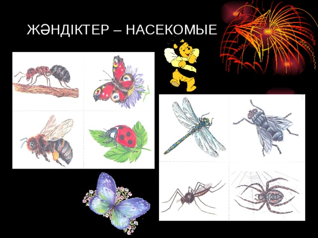 ЖӘНДІКТЕР – НАСЕКОМЫЕ 