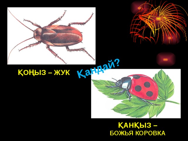 Қандай? ҚОҢЫЗ – ЖУК ҚАНҚЫЗ – БОЖЬЯ КОРОВКА 