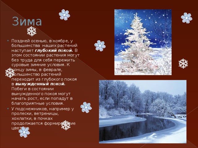 Зима Поздней осенью, в ноябре, у большинства наших растений наступает глубокий покой. В этом состоянии растения могут без труда для себя пережить суровые зимние условия. К концу зимы, в феврале, большинство растений переходит из глубокого покоя в вынужденный покой. Побеги в состоянии вынужденного покоя могут начать рост, если попадут в благоприятные условия. У подснежников, например у пролески, ветреницы, хохлатки, в почках продолжается формирование цветков. 
