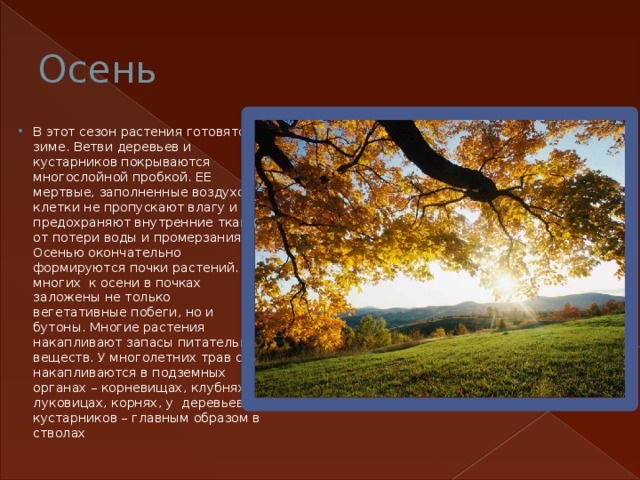 Осень В этот сезон растения готовятся к зиме. Ветви деревьев и кустарников покрываются многослойной пробкой. ЕЕ мертвые, заполненные воздухом клетки не пропускают влагу и предохраняют внутренние ткани от потери воды и промерзания. Осенью окончательно формируются почки растений. У многих к осени в почках заложены не только вегетативные побеги, но и бутоны. Многие растения накапливают запасы питательных веществ. У многолетних трав они накапливаются в подземных органах – корневищах, клубнях, луковицах, корнях, у деревьев и кустарников – главным образом в стволах 