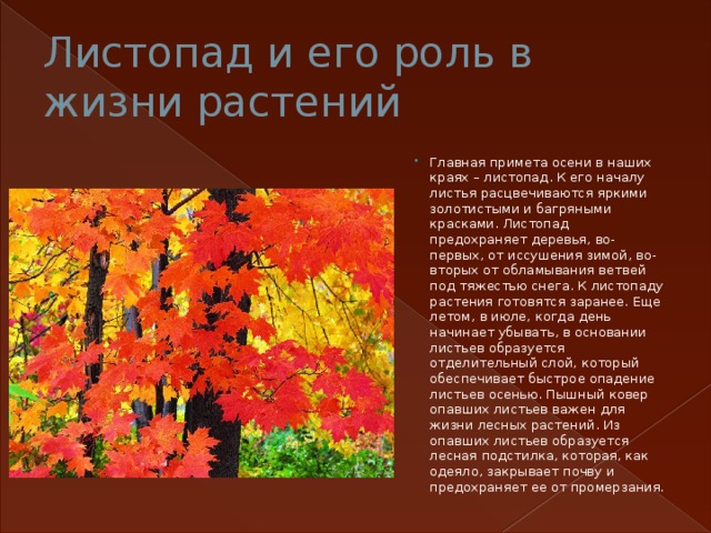 Листопад и его роль в жизни растений Главная примета осени в наших краях – листопад. К его началу листья расцвечиваются яркими золотистыми и багряными красками. Листопад предохраняет деревья, во-первых, от иссушения зимой, во-вторых от обламывания ветвей под тяжестью снега. К листопаду растения готовятся заранее. Еще летом, в июле, когда день начинает убывать, в основании листьев образуется отделительный слой, который обеспечивает быстрое опадение листьев осенью. Пышный ковер опавших листьев важен для жизни лесных растений. Из опавших листьев образуется лесная подстилка, которая, как одеяло, закрывает почву и предохраняет ее от промерзания. 
