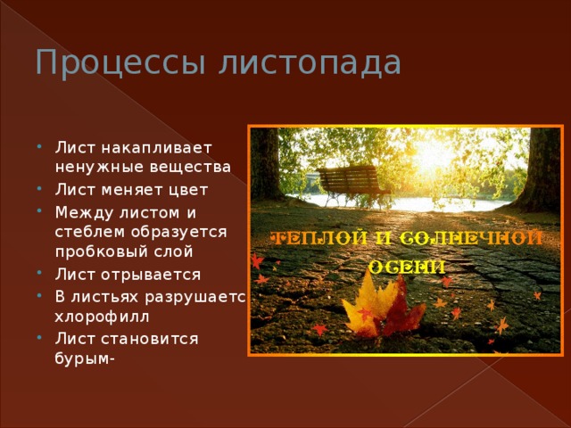 Процессы листопада Лист накапливает ненужные вещества Лист меняет цвет Между листом и стеблем образуется пробковый слой Лист отрывается В листьях разрушается хлорофилл Лист становится бурым- 