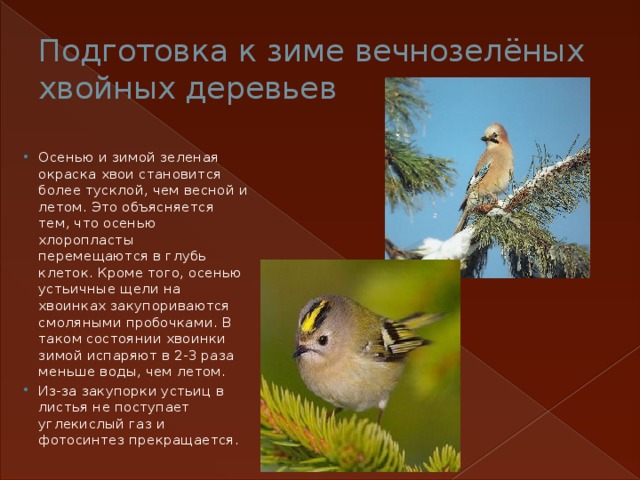 Подготовка к зиме вечнозелёных хвойных деревьев Осенью и зимой зеленая окраска хвои становится более тусклой, чем весной и летом. Это объясняется тем, что осенью хлоропласты перемещаются в глубь клеток. Кроме того, осенью устьичные щели на хвоинках закупориваются смоляными пробочками. В таком состоянии хвоинки зимой испаряют в 2-3 раза меньше воды, чем летом. Из-за закупорки устьиц в листья не поступает углекислый газ и фотосинтез прекращается. 