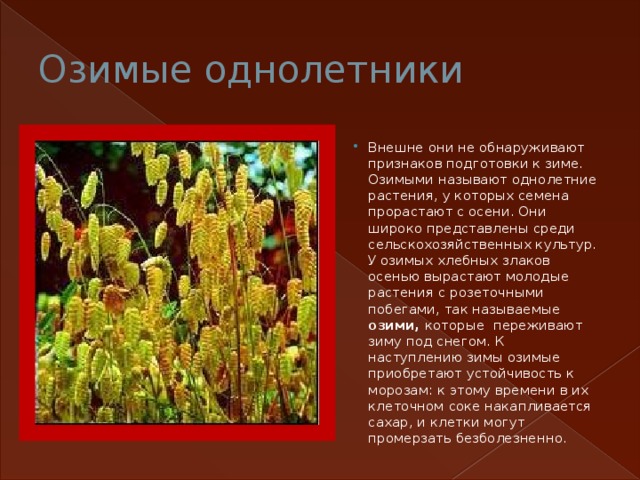 Озимые однолетники Внешне они не обнаруживают признаков подготовки к зиме. Озимыми называют однолетние растения, у которых семена прорастают с осени. Они широко представлены среди сельскохозяйственных культур. У озимых хлебных злаков осенью вырастают молодые растения с розеточными побегами, так называемые озими, которые переживают зиму под снегом. К наступлению зимы озимые приобретают устойчивость к морозам: к этому времени в их клеточном соке накапливается сахар, и клетки могут промерзать безболезненно. 