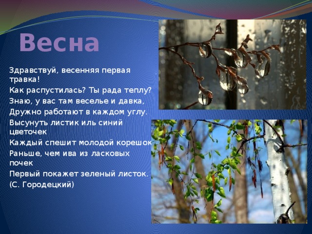 Весна Здравствуй, весенняя первая травка! Как распустилась? Ты рада теплу? Знаю, у вас там веселье и давка, Дружно работают в каждом углу. Высунуть листик иль синий цветочек Каждый спешит молодой корешок Раньше, чем ива из ласковых почек Первый покажет зеленый листок. (С. Городецкий) 