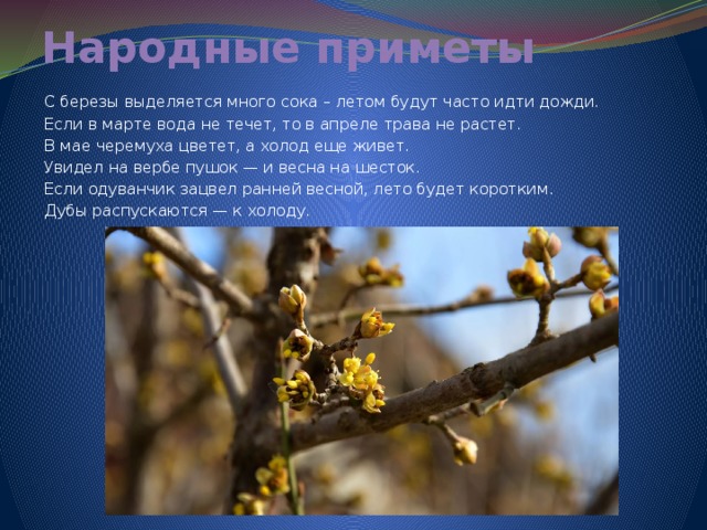 Народные приметы С березы выделяется много сока – летом будут часто идти дожди. Если в марте вода не течет, то в апреле трава не растет. В мае черемуха цветет, а холод еще живет. Увидел на вербе пушок — и весна на шесток. Если одуванчик зацвел ранней весной, лето будет коротким. Дубы распускаются — к холоду. 