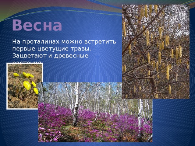 Весна На проталинах можно встретить первые цветущие травы. Зацветают и древесные растения. 