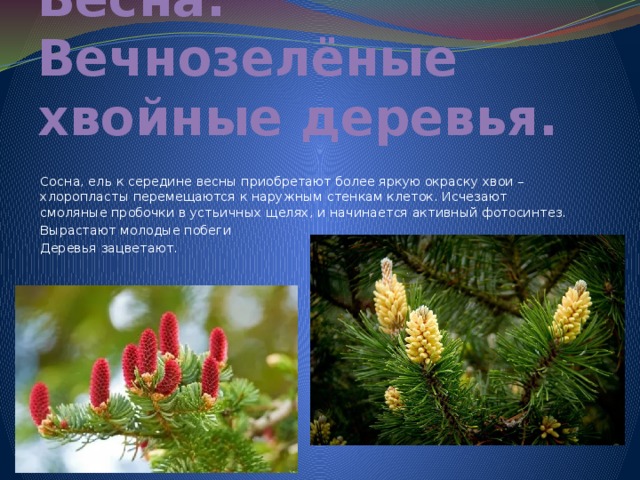 Весна. Вечнозелёные хвойные деревья. Сосна, ель к середине весны приобретают более яркую окраску хвои – хлоропласты перемещаются к наружным стенкам клеток. Исчезают смоляные пробочки в устьичных щелях, и начинается активный фотосинтез. Вырастают молодые побеги Деревья зацветают. 