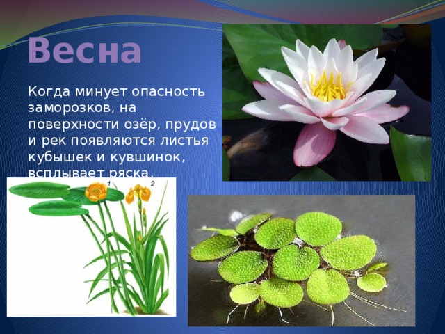 Весна Когда минует опасность заморозков, на поверхности озёр, прудов и рек появляются листья кубышек и кувшинок, всплывает ряска. 