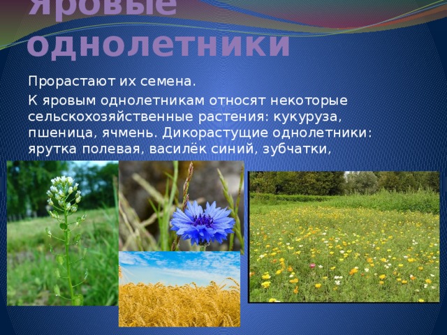 Яровые однолетники Прорастают их семена. К яровым однолетникам относят некоторые сельскохозяйственные растения: кукуруза, пшеница, ячмень. Дикорастущие однолетники: ярутка полевая, василёк синий, зубчатки, погремки, очанки. 