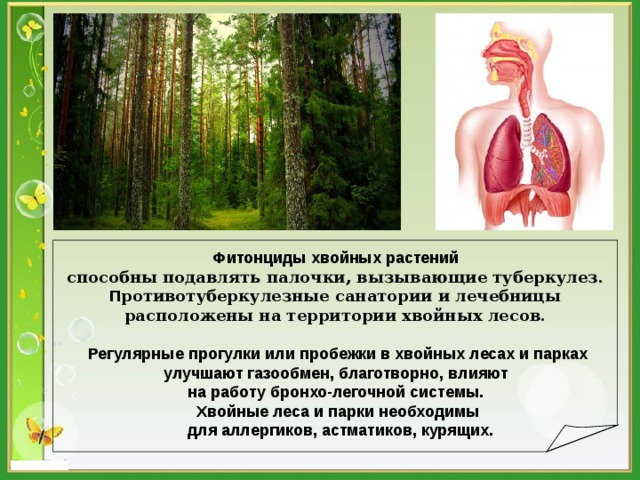    Фитонциды хвойных растений способны подавлять палочки, вызывающие туберкулез. П ротивотуберкулезные санатории и лечебницы расположены на территории хвойных лесов.  Регулярные прогулки или пробежки в хвойных лесах и парках  улучшают газообмен, благотворно, влияют на работу бронхо-легочной системы. Хвойные леса и парки необходимы  для аллергиков, астматиков, курящих.  