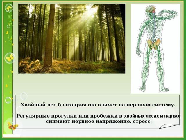   Хвойный лес благоприятно влияет на нервную систему.  Регулярные прогулки или пробежки в хвойных лесах и парках  снимают нервное напряжение, стресс. 