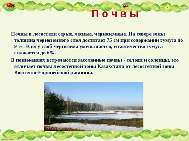  П о ч в ы  Почвы в лесостепи серые, лесные, черноземные. На севере зоны толщина черноземного слоя достигает 75 см при содержании гумуса до 9 %. К югу слой чернозема уменьшается, и количество гумуса снижается до 6%.  В понижениях встречаются засоленные почвы - солоди и солонцы, это отличает почвы лесостепной зоны Казахстана от лесостепной зоны Восточно-Европейской равнины. 