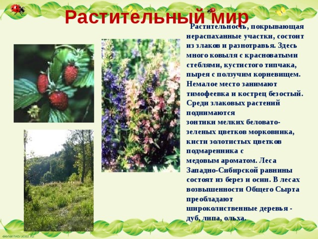 Растительный мир  Растительность, покрывающая нераспаханные участки, состоит из злаков и разнотравья. Здесь  много ковыля с красноватыми стеблями, кустистого типчака, пырея с ползучим корневищем.  Немалое место занимают тимофеевка и кострец безостый. Среди злаковых растений поднимаются  зонтики мелких беловато-зеленых цветков морковника, кисти золотистых цветков подмаренника с  медовым ароматом. Леса Западно-Сибирской равнины состоят из берез и осин. В лесах  возвышенности Общего Сырта преобладают широколиственные деревья - дуб, липа, ольха. 