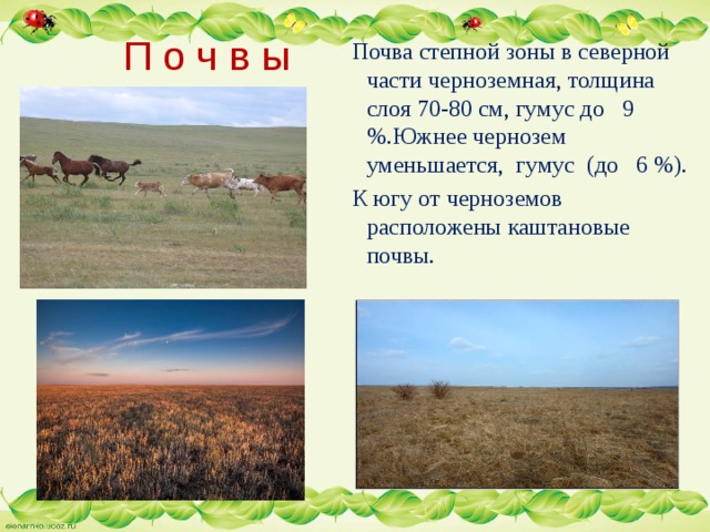  П о ч в ы  Почва степной зоны в северной части черноземная, толщина слоя 70-80 см, гумус до 9 %.Южнее чернозем уменьшается, гумус (до 6 %).  К югу от черноземов расположены каштановые почвы. 
