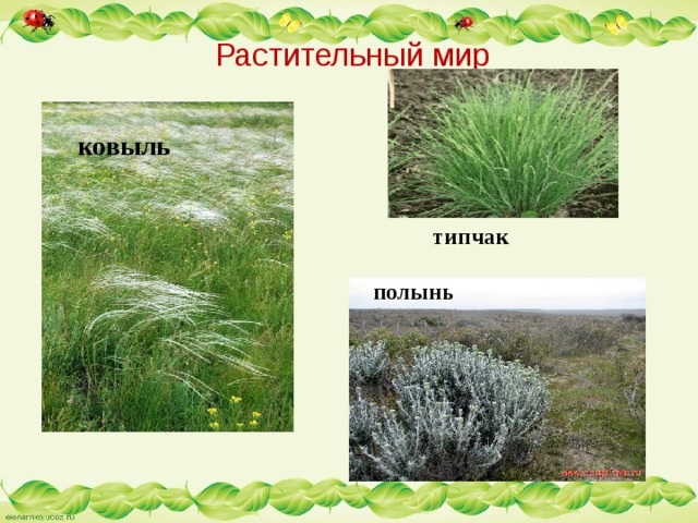  Растительный мир ковыль типчак полынь 
