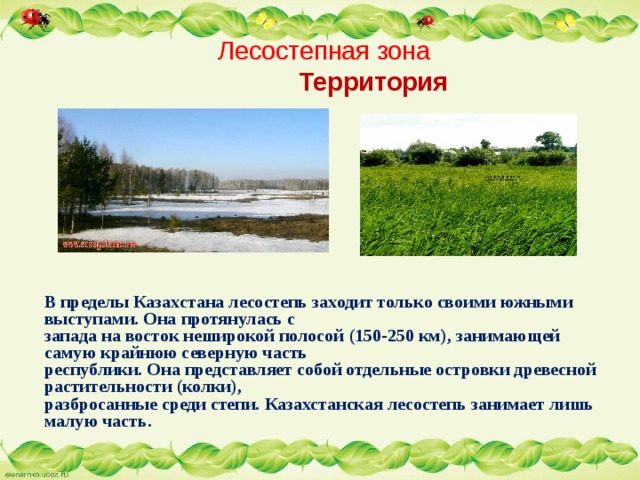  Лесостепная зона   Территория    В пределы Казахстана лесостепь заходит только своими южными выступами. Она протянулась с  запада на восток неширокой полосой (150-250 км), занимающей самую крайнюю северную часть  республики. Она представляет собой отдельные островки древесной растительности (колки),  разбросанные среди степи. Казахстанская лесостепь занимает лишь малую часть.    