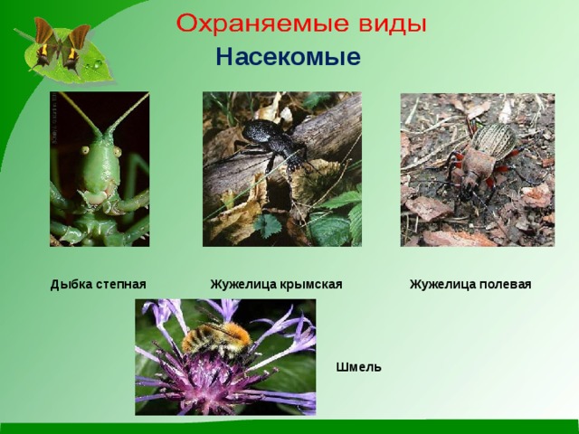 Насекомые   Дыбка степная Жужелица крымская Жужелица полевая   Шмель     Дыбка степная Жужелица крымская Жужелица полевая   Шмель  