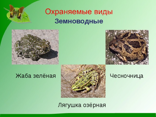 Земноводные Жаба зелёная Чесночница  Лягушка озёрная   Жаба зелёная Чесночница   Лягушка озёрная 