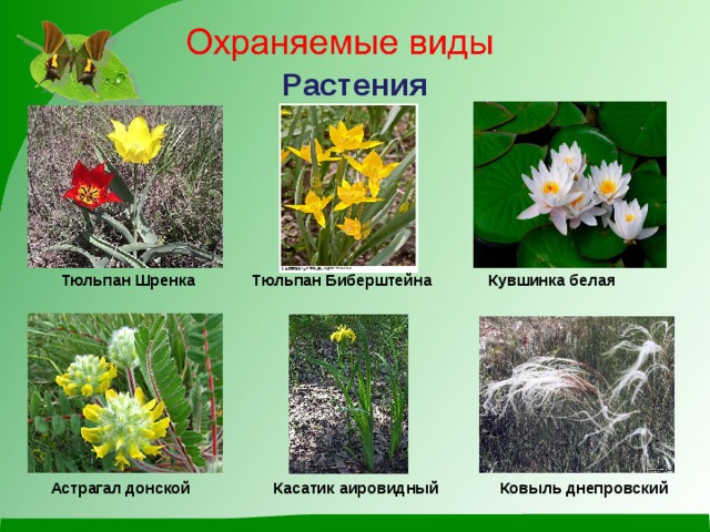 Растения  Тюльпан Шренка Тюльпан Биберштейна Кувшинка белая   Астрагал донской Касатик аировидный Ковыль днепровский 
