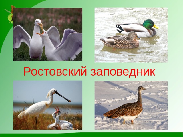 Ростовский заповедник 