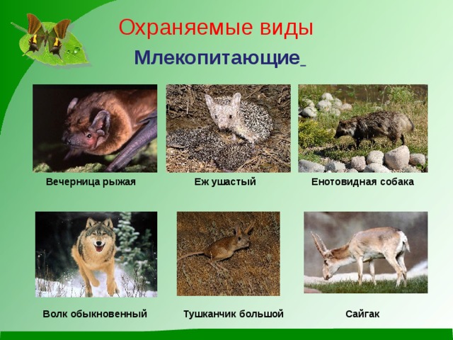 Охраняемые виды Млекопитающие   Вечерница рыжая Еж ушастый Енотовидная собака            Волк обыкновенный Тушканчик большой Сайгак  Вечерница рыжая Еж ушастый Енотовидная собака            Волк обыкновенный Тушканчик большой Сайгак 