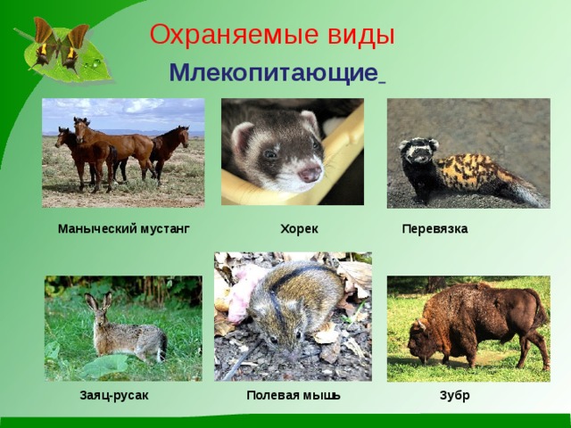 Охраняемые виды Млекопитающие   Маныческий мустанг Хорек Перевязка            Заяц-русак Полевая мышь Зубр  Маныческий мустанг Хорек Перевязка            Заяц-русак Полевая мышь Зубр 