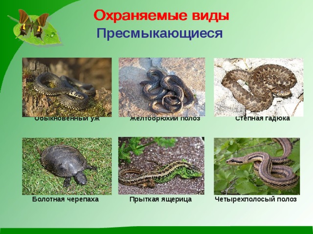 Пресмыкающиеся   Обыкновенный уж Желтобрюхий полоз Степная гадюка    Болотная черепаха Прыткая ящерица Четырехполосый полоз      Обыкновенный уж Желтобрюхий полоз Степная гадюка      Болотная черепаха Прыткая ящерица Четырехполосый полоз  