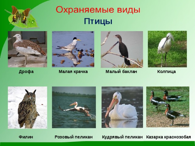 Птицы         Дрофа Малая крачка Малый баклан Колпица             Филин Розовый пеликан Кудрявый пеликан Казарка краснозобая        Дрофа Малая крачка Малый баклан Колпица             Филин Розовый пеликан Кудрявый пеликан Казарка краснозобая 