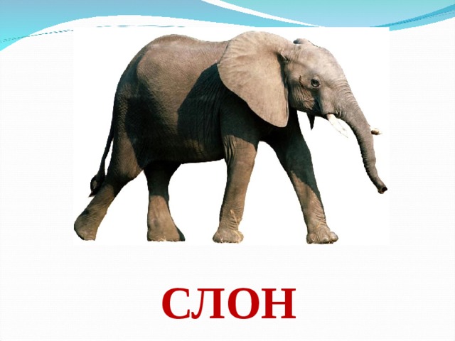 СЛОН 