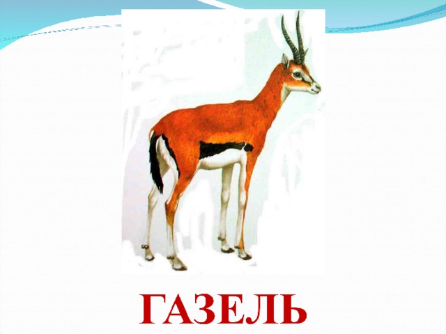  ЛЕВ  Среди хищных животных Африки лев бесспорно занимает первое место. Но когда-то давно львы жили не только в Африке, но даже в Европе и Азии. Лев – это огромная и сильная кошка. У самцов на плечах и шее густая грива; львицы меньше, стройнее, и гривы у них нет. Чем старше лев, тем темнее у него грива. Львы живут группами- прайдами. Такой прайд состоит из одного-двух взрослых самцов, нескольких львиц и их потомства разного возраста. У каждого свои обязанности: взрослые львы охраняют охотничий участок от чужаков, львицы ловят добычу- зебр и антилоп. А львята играют, как и все дети в мире. Жизнь львов проста: целый день они спят, развалясь в траве на солнышке, врагов у них нет. Разве что стадо слонов побеспокоит. А с наступлением темноты отправляются на охоту. Лев может справиться с любым животным и не решается нападать только на слонов, носорогов, африканских буйволов и горилл. Добычу поедают все вместе. 