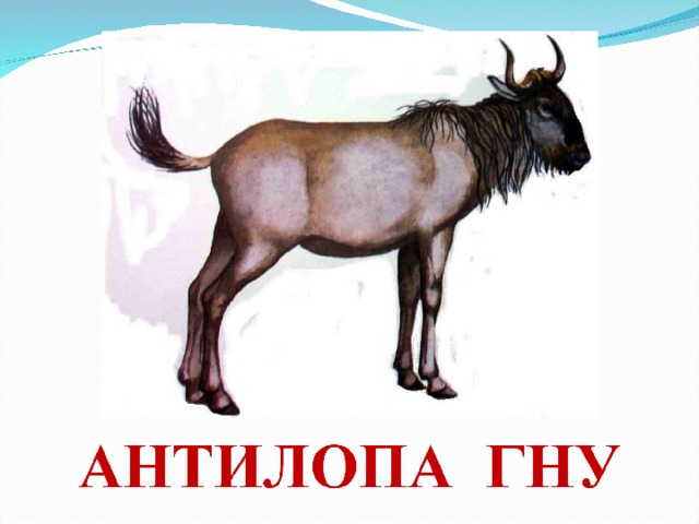 БЕГЕМОТ 