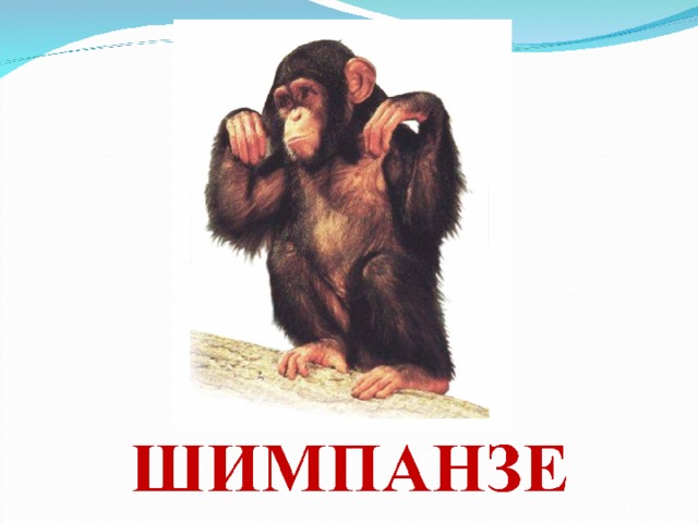  БЕГЕМОТ  В реках и озёрах Африки живёт один странный зверь -бегемот. У него нет волосяного покрова, и вся его жизнь связана с водой. Лишь в ночные прохладные часы бегемоты выходят пастись на сушу и съедают целых сто килограммов травы. Неуклюжие на земле, они прекрасно плавают и ныряют, подолгу оставаясь под водой. Бегемот даже может ходить по дну на глубоких местах. Передвигаться в воде бегемотам помогает плавательная перепонка между пальцами на ногах. Держатся бегемоты семейными группами по 10-12 животных разного возраста, где признанным вожаком бывает взрослый самец. В случае вторжения чужака в границы семейного участка вожак вступает с ним в драку и может нанести серьёзные раны своими громадными клыками. Может бегемот атаковать и лодку с людьми. Со своими ближайшими соседями, крокодилами, бегемоты поддерживают нейтралитет: крокодил никогда не нападает даже на малышей бегемота. Раз в году самка бегемота приносит одного детёныша весом до 30 килограммов. Новорождённый бегемотик уже умеет плавать и нырять. 