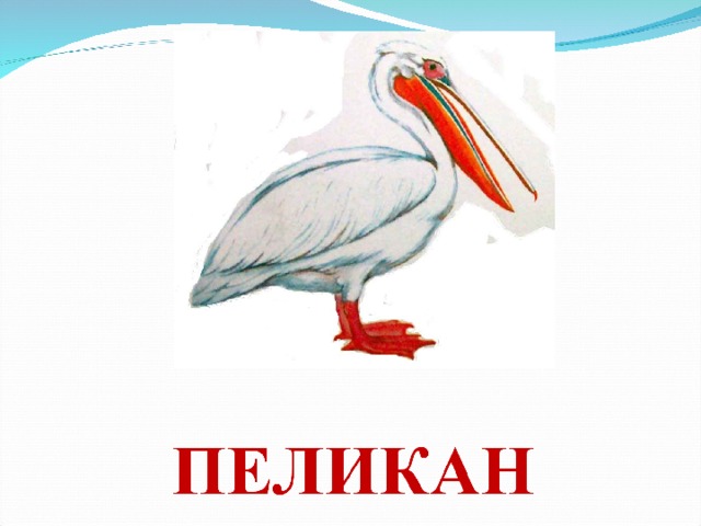  ЗЕБРА  При взгляде на зебру обязательно скажешь: какая хорошенькая полосатая лошадка! Действительно, она очень похожа на лошадь, только хвост не пушистый, а с кисточкой на конце, да грива короткая, торчком, точно подстриженная! Ну и конечно окраска другая, чёрно-белая полосатая. У зебр разных видов и полоски на шкуре разные. Пёстрый наряд помогает зебрам прятаться в высокой траве от львов и гиен. Лошади и зебры принадлежат к одному семейству. Зебры настоящие африканцы, в других местах их нет. Живут зебры стадами, всегда объединяются с другими травоядными- газелями, антилопами разных видов, вместе кочуют в поисках свежей травы по саванне. Несмотря на миролюбивый облик, зебры дики и своенравны: ещё никому не удалось приручить зебру. 