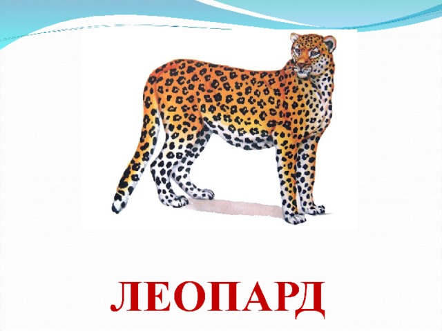  НОСОРОГ  Носорог недаром получил своё имя: у него действительно на носу рог, а чаще два: передний большой, а задний маленький. Рог- грозное оружие носорога, и даже слон уступает ему дорогу. Носорог очень плохо видит, но слух и чутьё у него замечательные. Против ветра к нему можно подойти вплотную, но чуть ветер изменится, зверь сразу чувствует опасность и бесстрашно атакует человека. Живут носороги поодиночке. Они большие домоседы: всю жизнь проводят на избранном участке и отлучаются только к реке или озеру- попить. А питается носорог веточками кустарников и не боится ни шипов, ни колючек. 