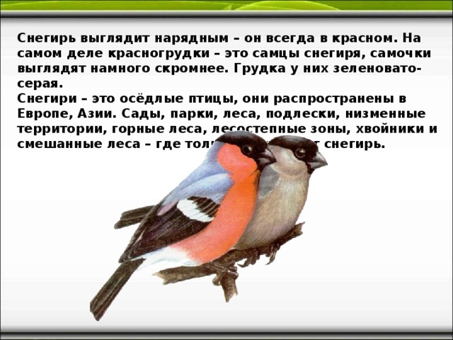 Снегирь выглядит нарядным – он всегда в красном. На самом деле красногрудки – это самцы снегиря, самочки выглядят намного скромнее. Грудка у них зеленовато-серая. Снегири – это осёдлые птицы, они распространены в Европе, Азии. Сады, парки, леса, подлески, низменные территории, горные леса, лесостепные зоны, хвойники и смешанные леса – где только не обитает снегирь. 