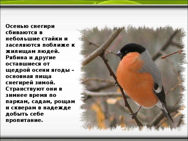 Осенью снегири сбиваются в небольшие стайки и заселяются поближе к жилищам людей. Рябина и другие оставшиеся от щедрой осени ягоды – основная пища снегирей зимой. Странствуют они в зимнее время по паркам, садам, рощам и скверам в надежде добыть себе пропитание. 