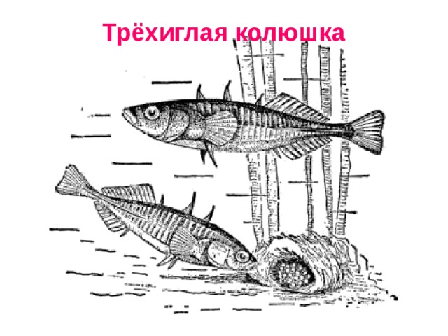 Трёхиглая колюшка