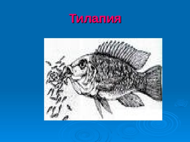 Тилапия
