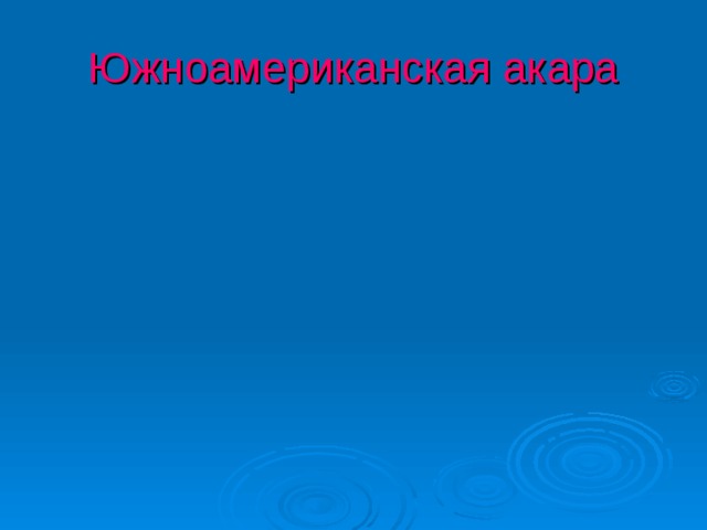 Южноамериканская акара